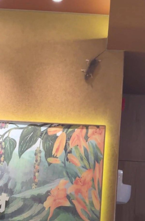 富明证券 上海一家面馆内有老鼠乱窜，门店回应：其他地方跑来的，已抓到